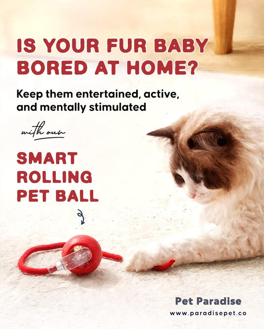 ✨WhiskerWhirl Smart Play Ball